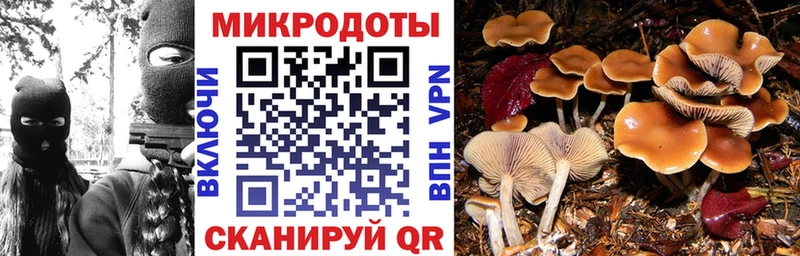Купить закладки  Суворов  Псилоцибиновые грибы Psilocybine cubensis 